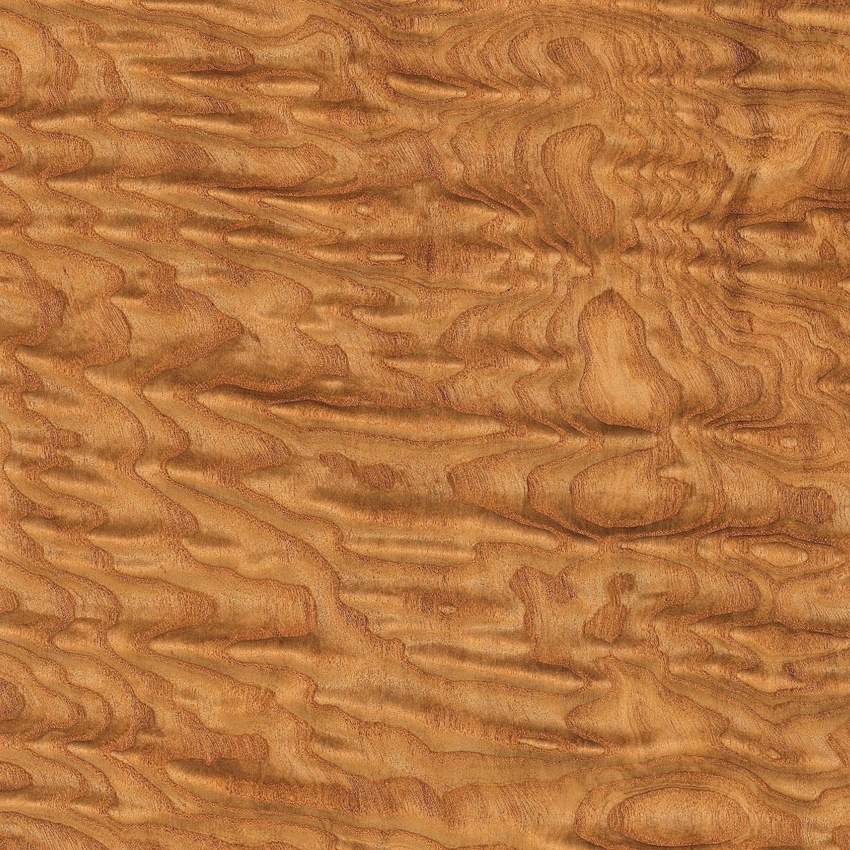 Tamo Ash Veneer material sample – Eagle’s Nest, Sharjah UAE