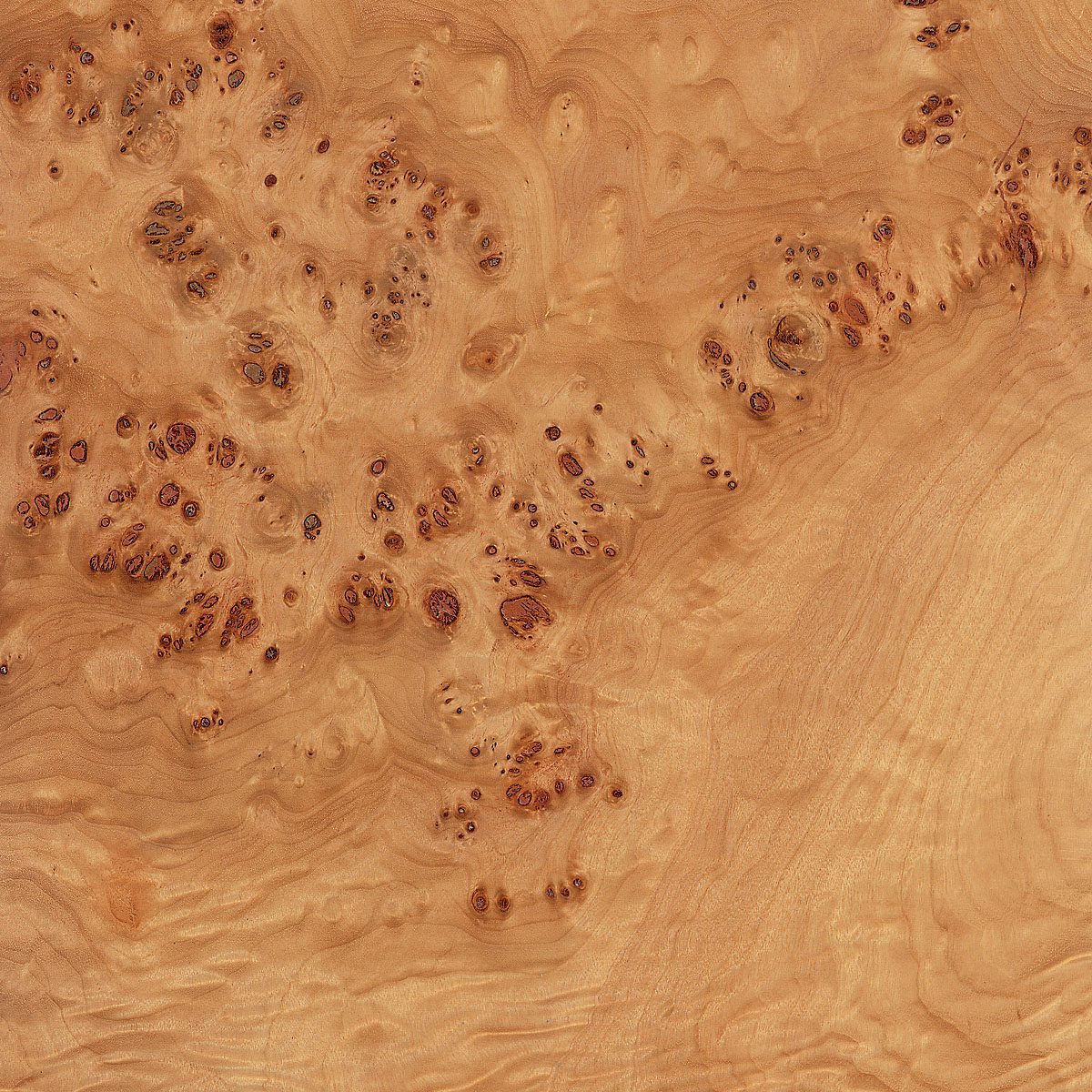 Burl Mappa Plywood material sample – Eagle’s Nest, Sharjah UAE