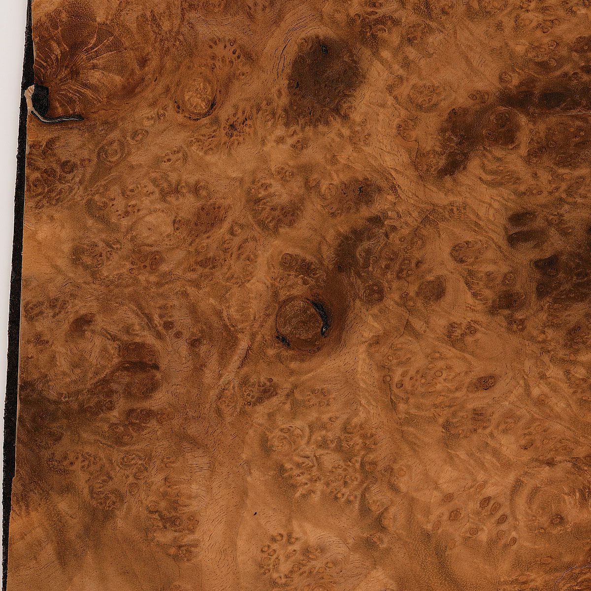 Burl Myrtle Plywood material sample – Eagle’s Nest, Sharjah UAE