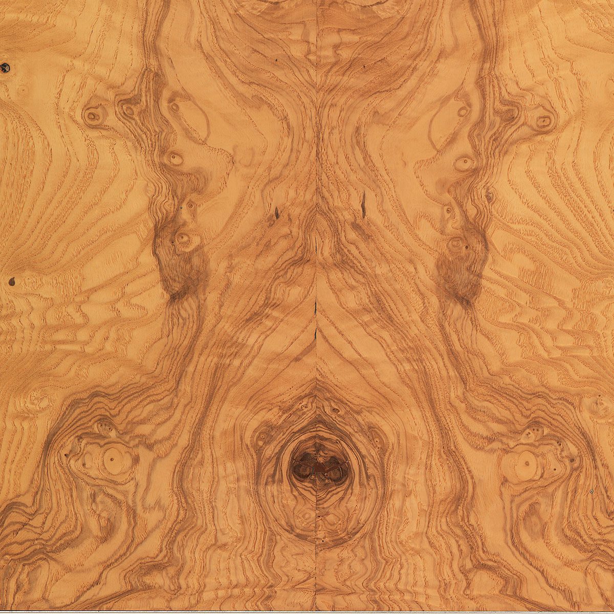 Burl Olive Ash Veneer material sample – Eagle’s Nest, Sharjah UAE