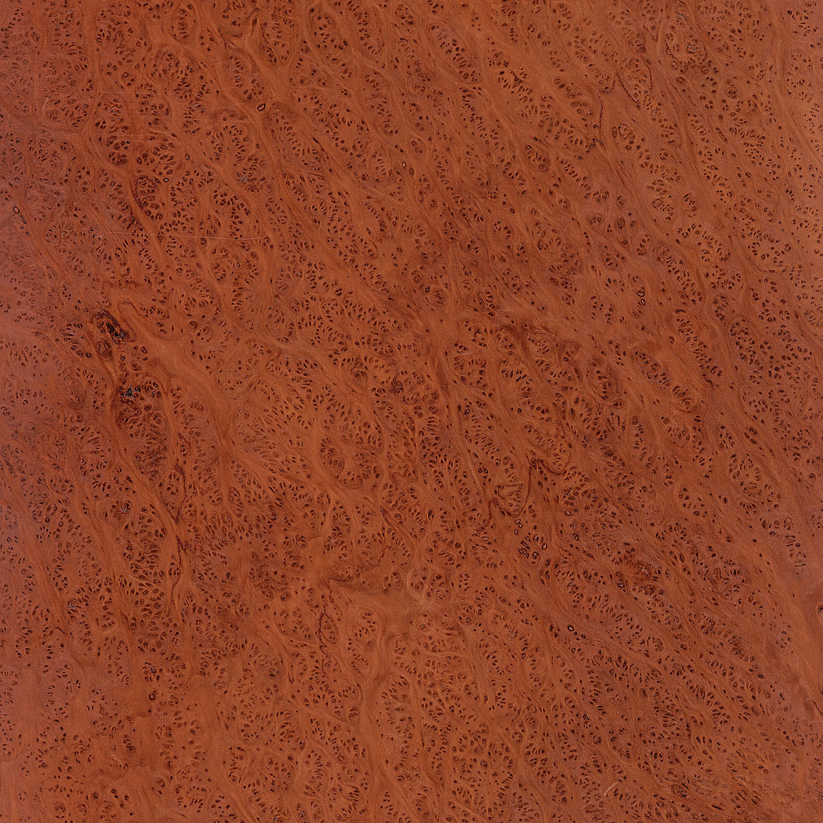 Burl Redwood Plywood material sample – Eagle’s Nest, Sharjah UAE