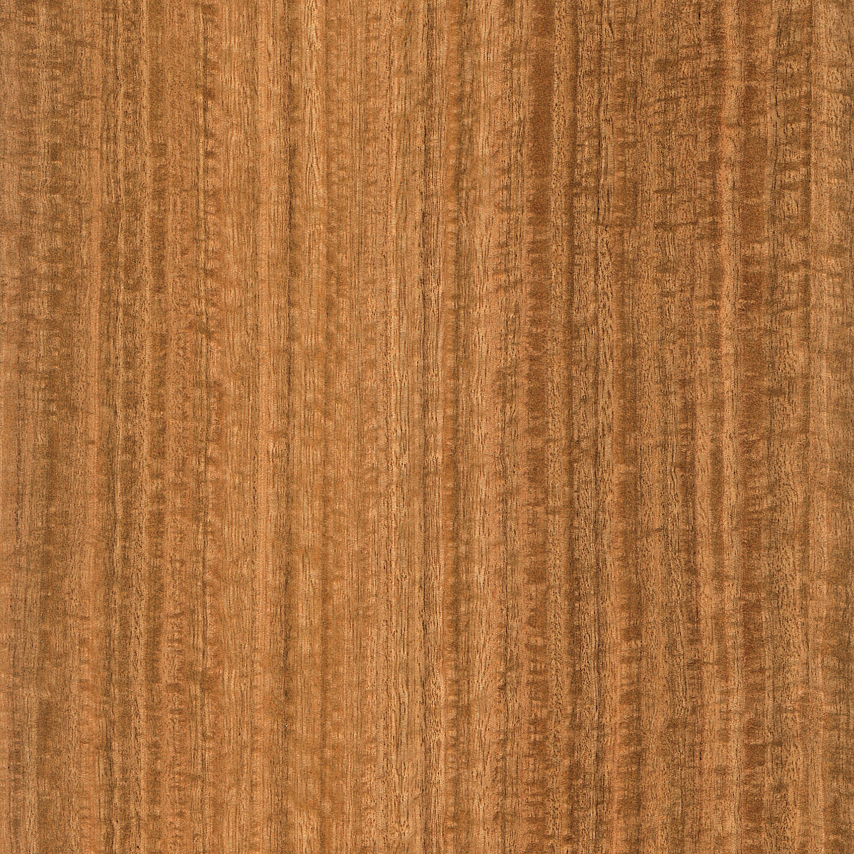 Quartered Figured Eucalyptus Plywood material sample – Eagle’s Nest, Sharjah UAE