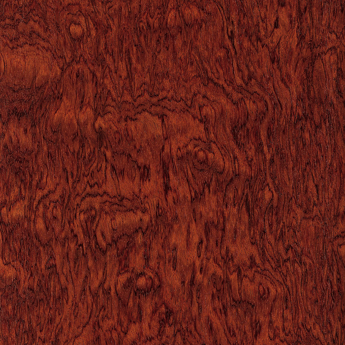 Rotary Cut Kevazinga Veneer material sample – Eagle’s Nest, Sharjah UAE