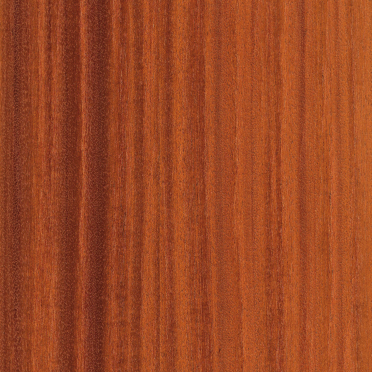 Quartered Ribbon Mahogany Veneer material sample – Eagle’s Nest, Sharjah UAE