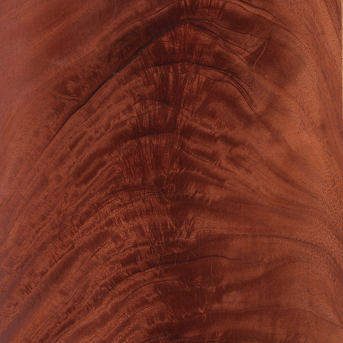 Crotch Mahogany Veneer material sample – Eagle’s Nest, Sharjah UAE
