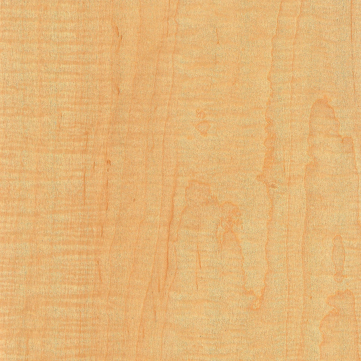 Flat Cut Curly Maple Veneer material sample – Eagle’s Nest, Sharjah UAE