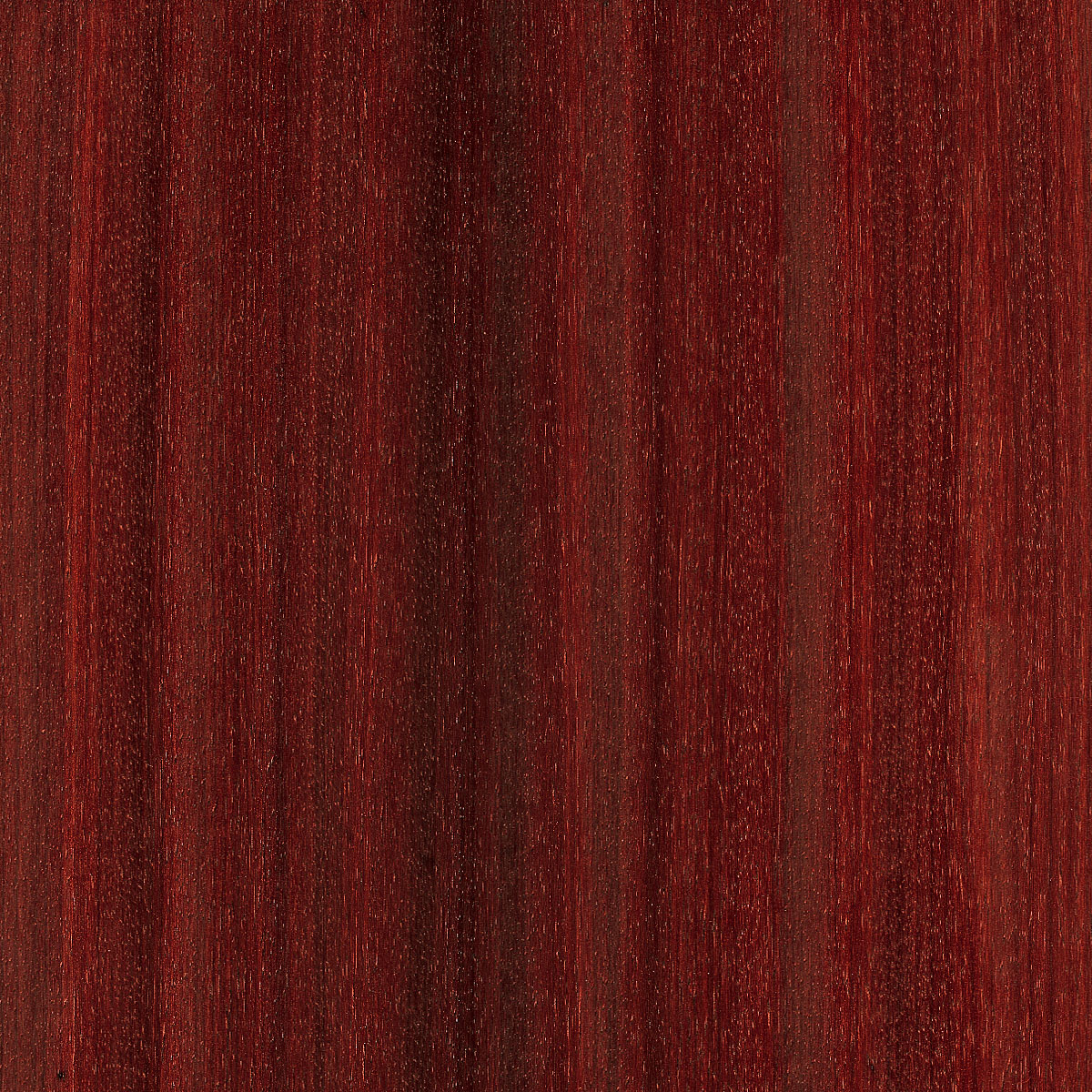 Quartered Padauck Veneer material sample – Eagle’s Nest, Sharjah UAE