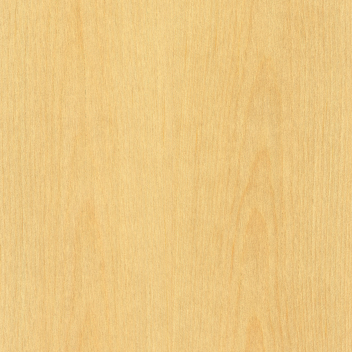 Flat Cut White Pine Veneer material sample – Eagle’s Nest, Sharjah UAE