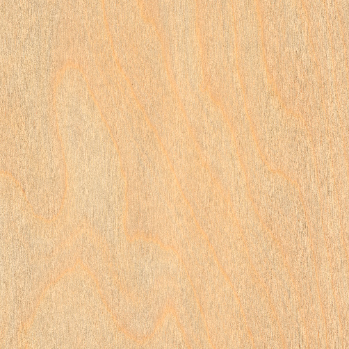 Rotary White Birch Plywood material sample – Eagle’s Nest, Sharjah UAE