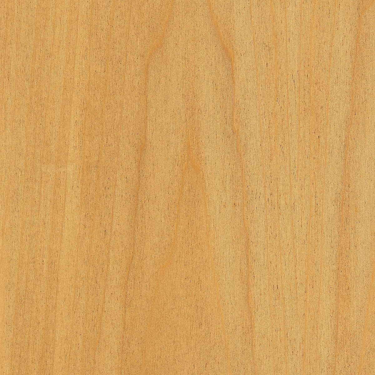 Rotary Poplar Plywood material sample – Eagle’s Nest, Sharjah UAE