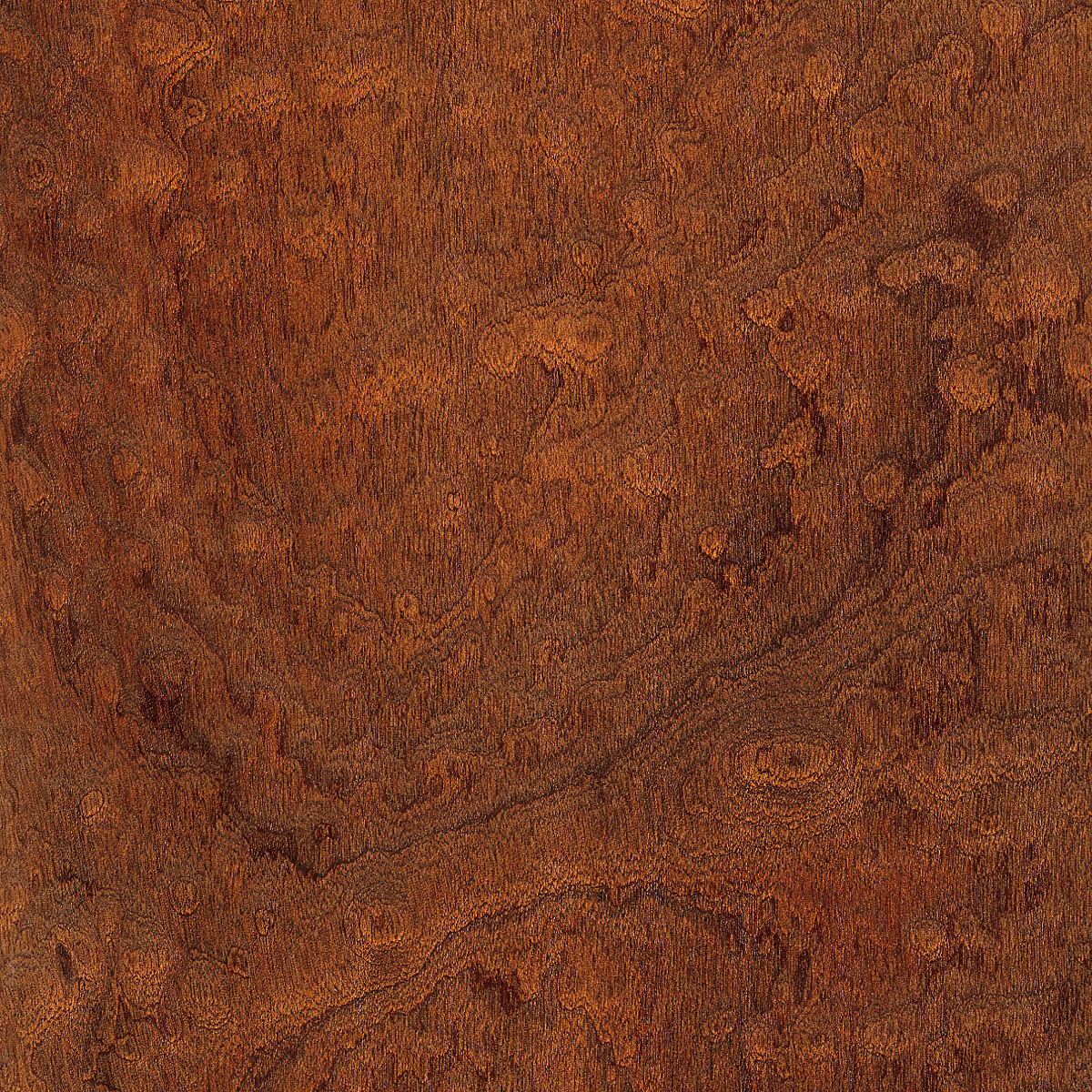 Pommele Sapele Plywood material sample – Eagle’s Nest, Sharjah UAE