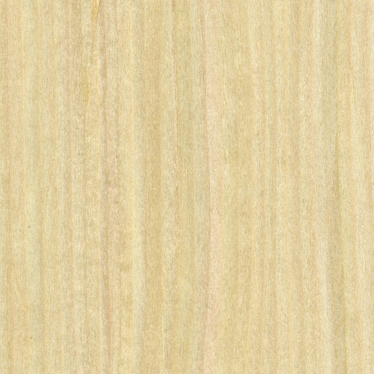Uni-Formwood Maple, Quartered material sample – Eagle’s Nest, Sharjah UAE